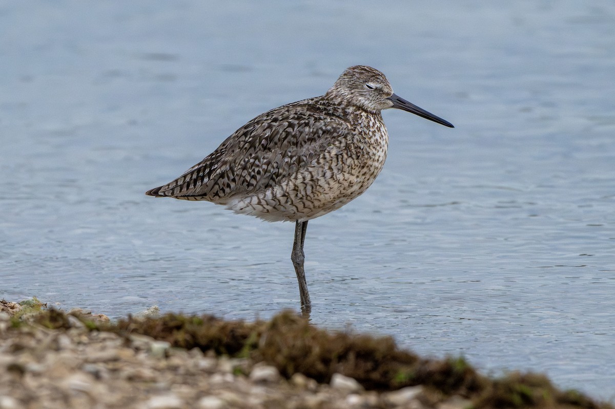 Willet - ML620889406