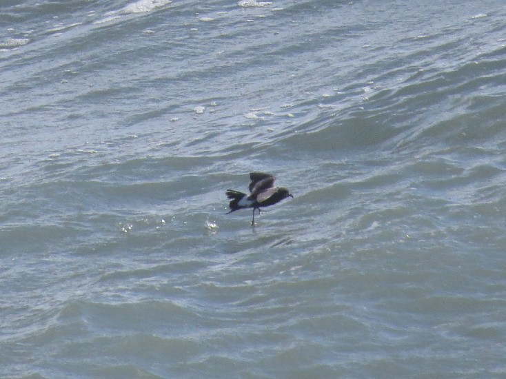 Leach's Storm-Petrel - ML620889410