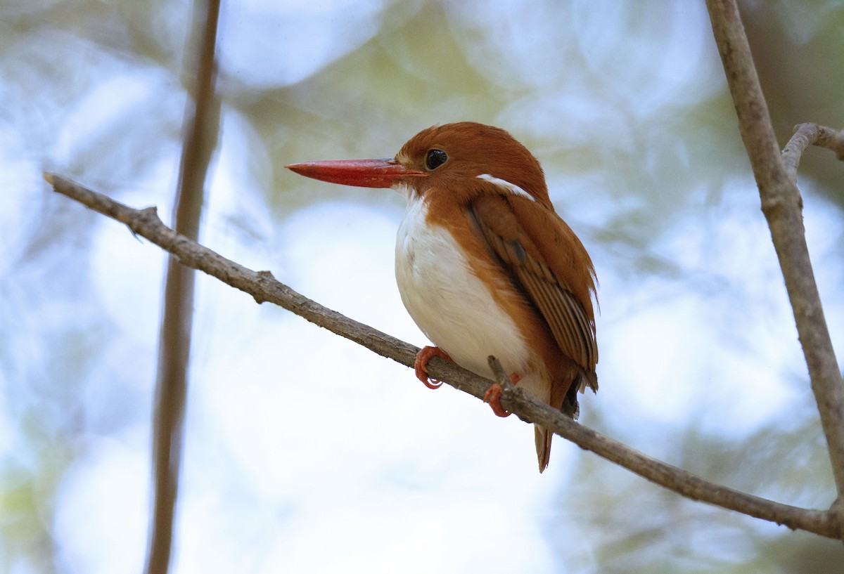 Madagascar Pygmy Kingfisher - ML620889413