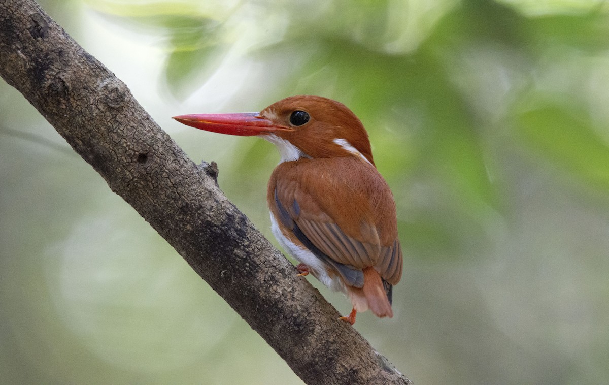 Madagascar Pygmy Kingfisher - ML620889414