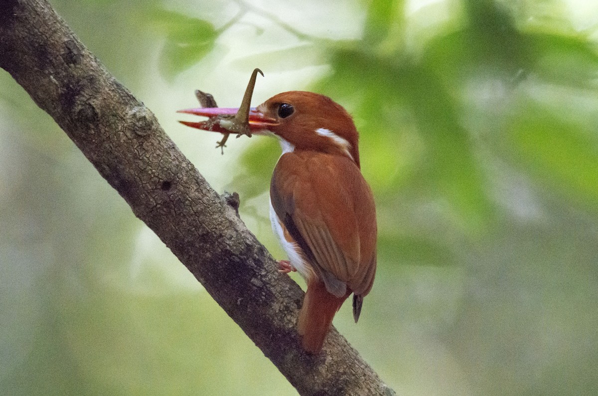 Madagascar Pygmy Kingfisher - ML620889415