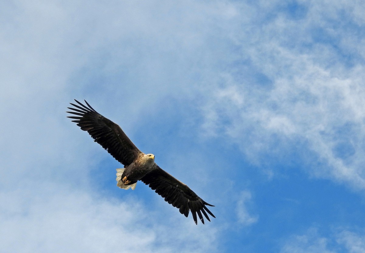 White-tailed Eagle - ML620889420