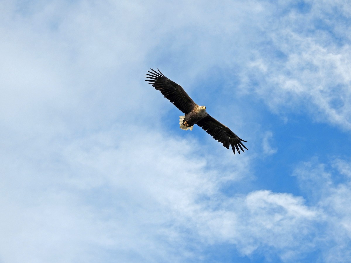 White-tailed Eagle - ML620889424