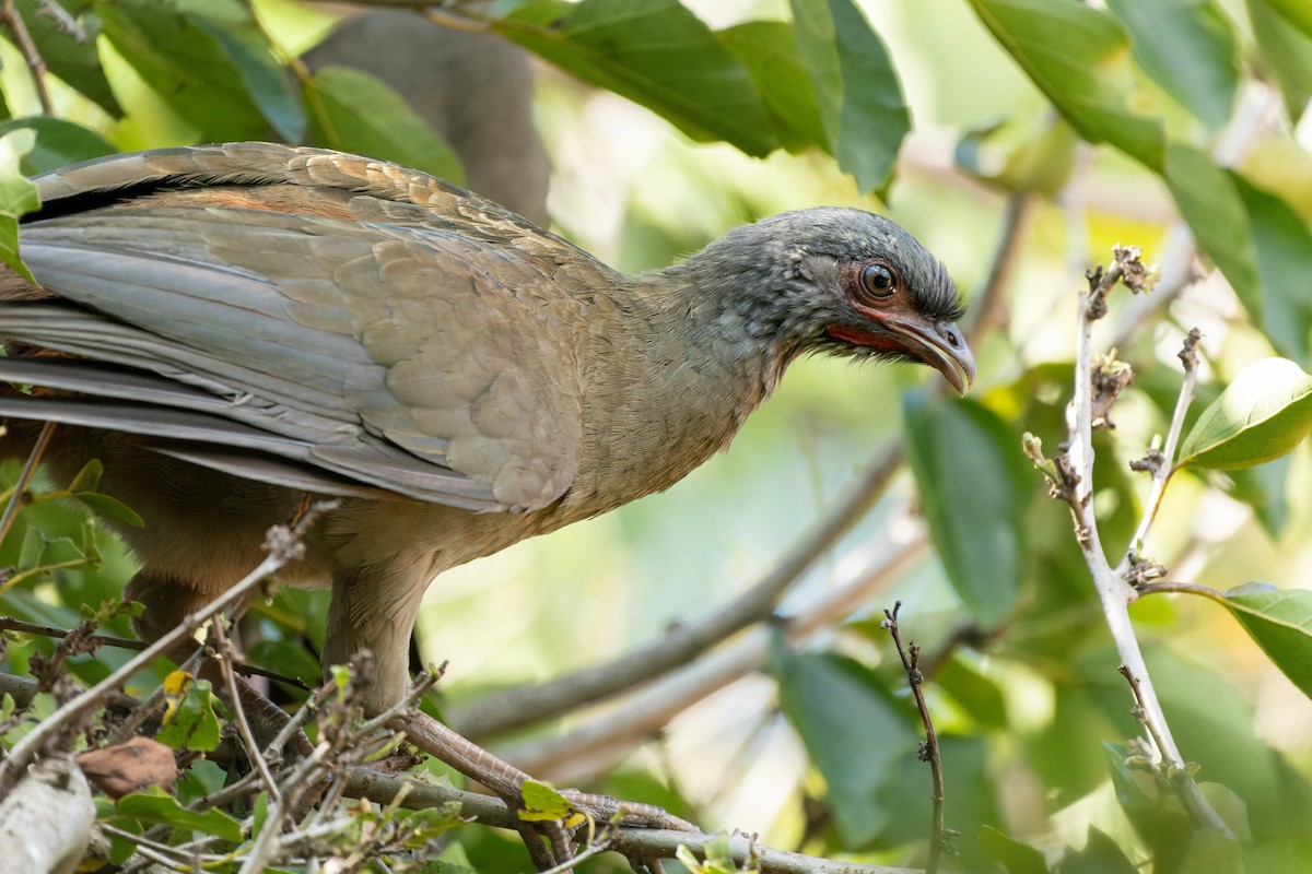 Chaco Chachalaca - ML620889425