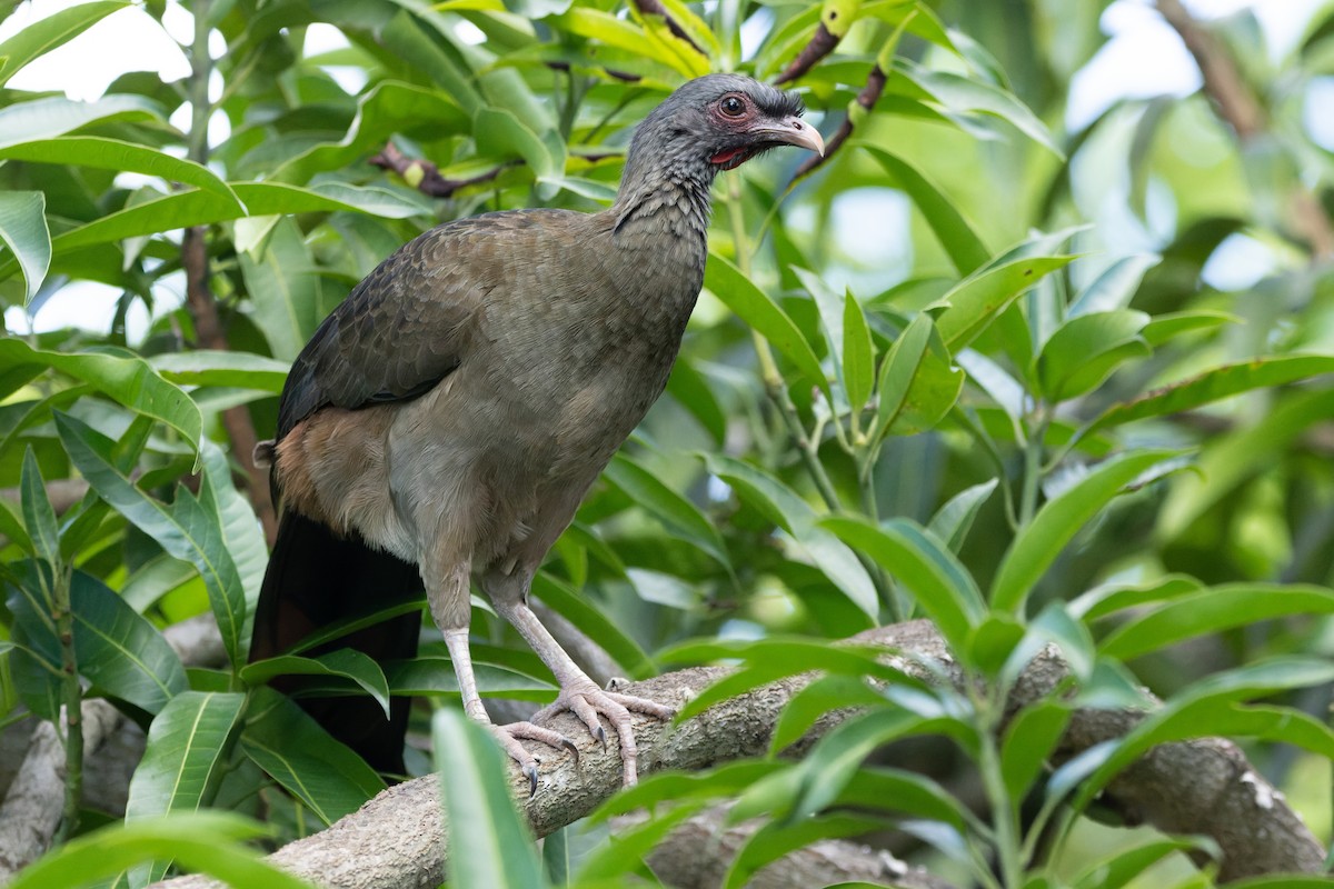 Chaco Chachalaca - ML620889426