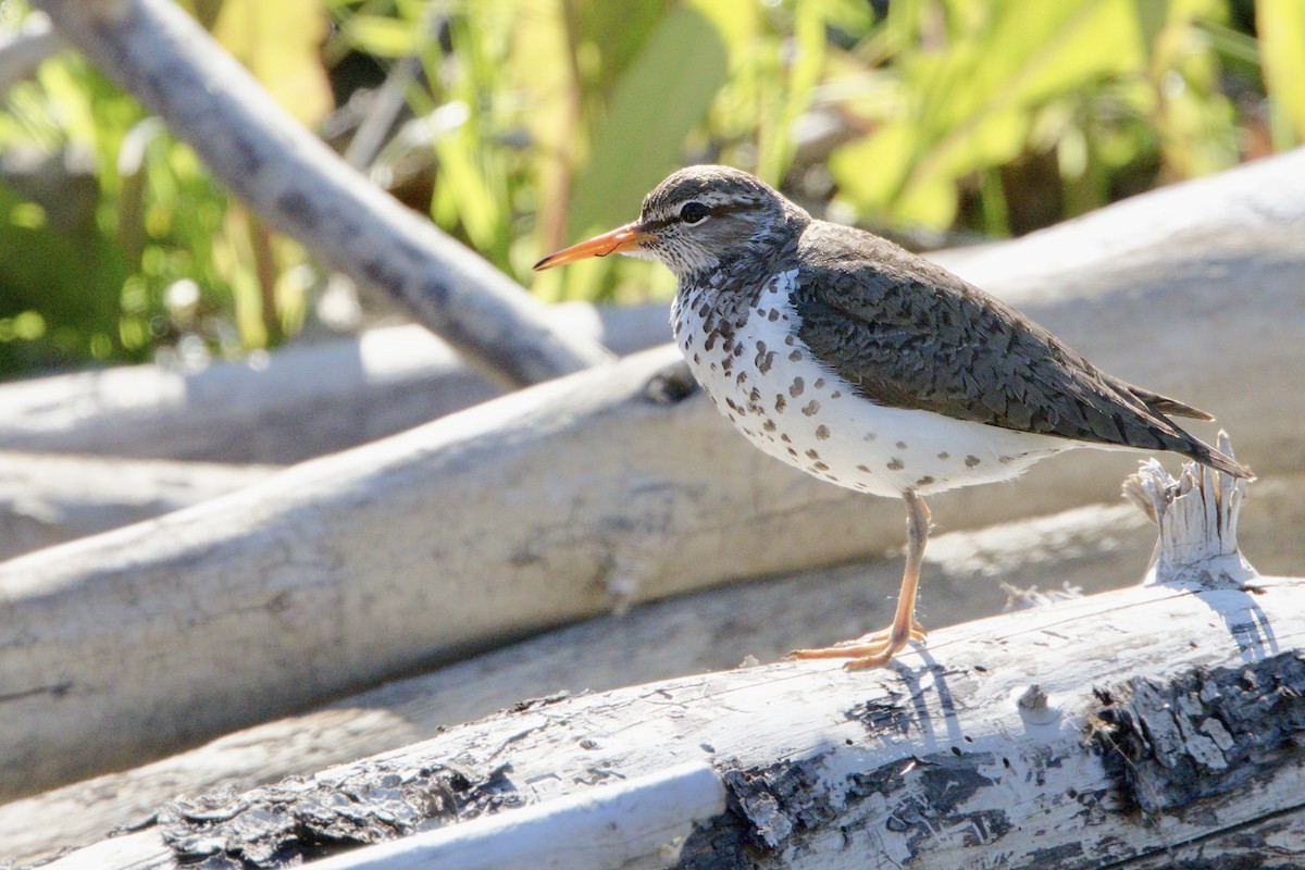 Spotted Sandpiper - ML620889427