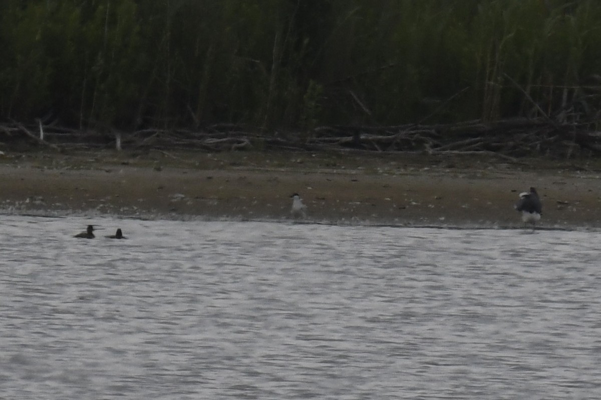 Gull-billed Tern - ML620889433