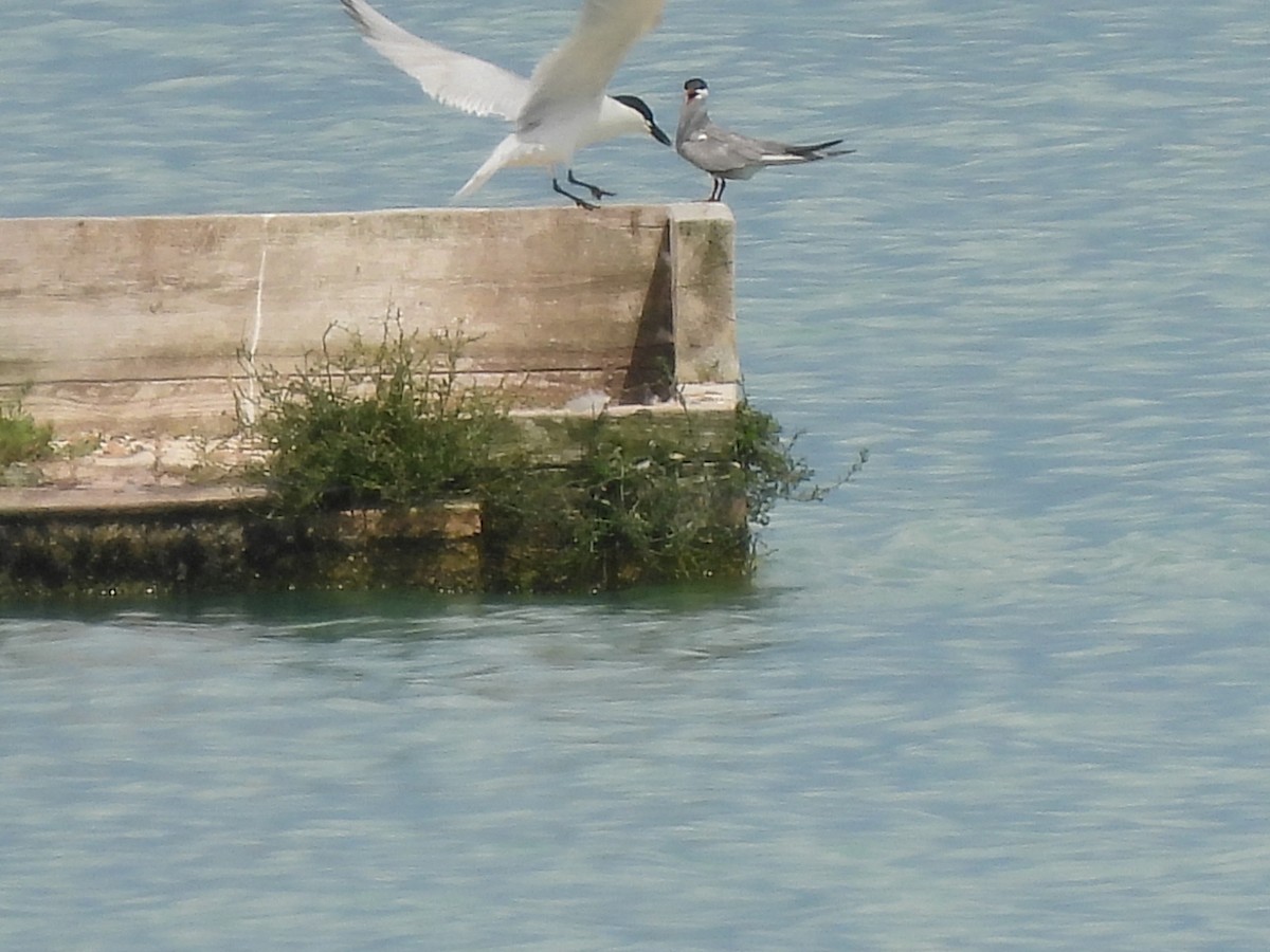 Whiskered Tern - ML620889434