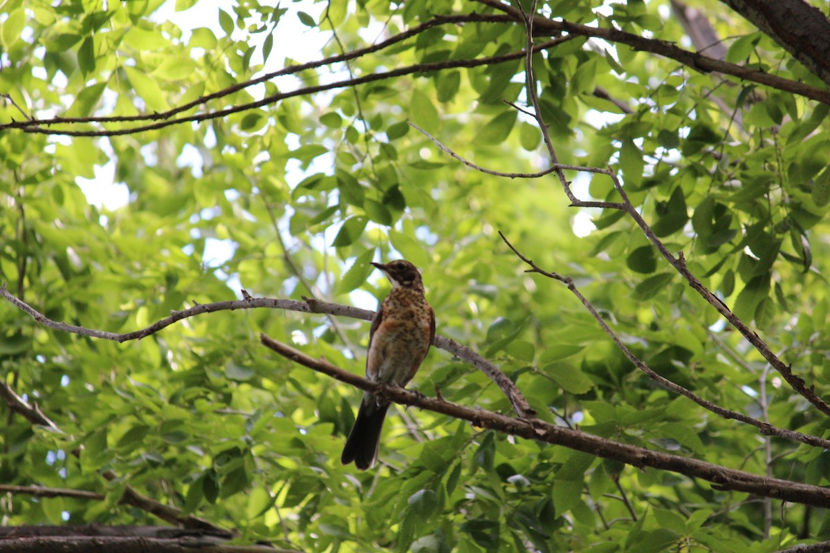 American Robin - ML620889436