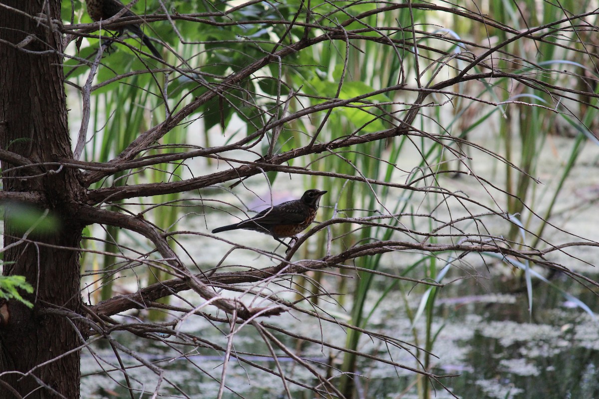 American Robin - ML620889438