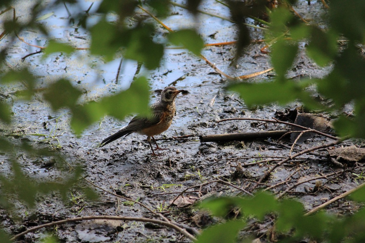 American Robin - ML620889439