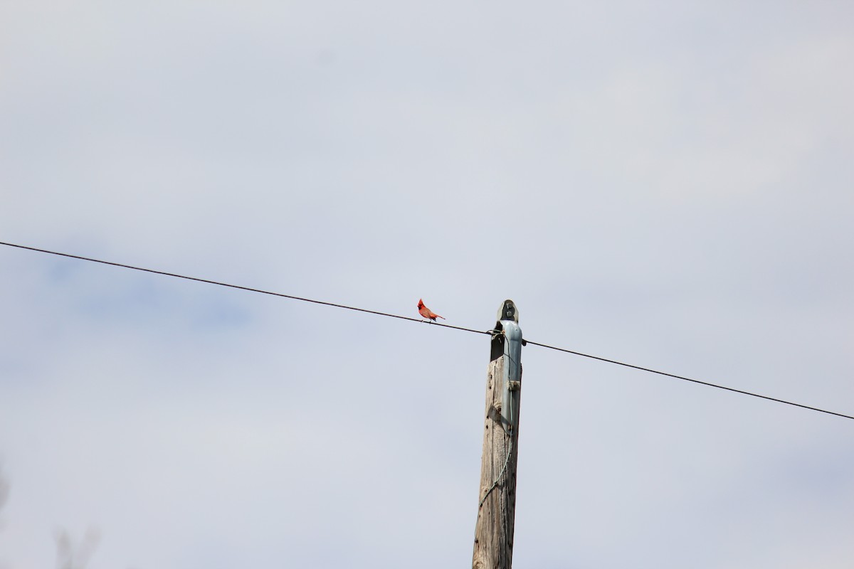 Northern Cardinal - ML620889441