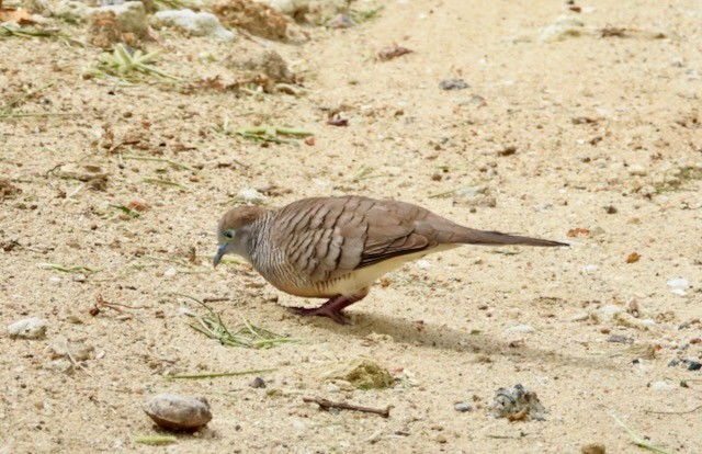 Zebra Dove - ML620889443