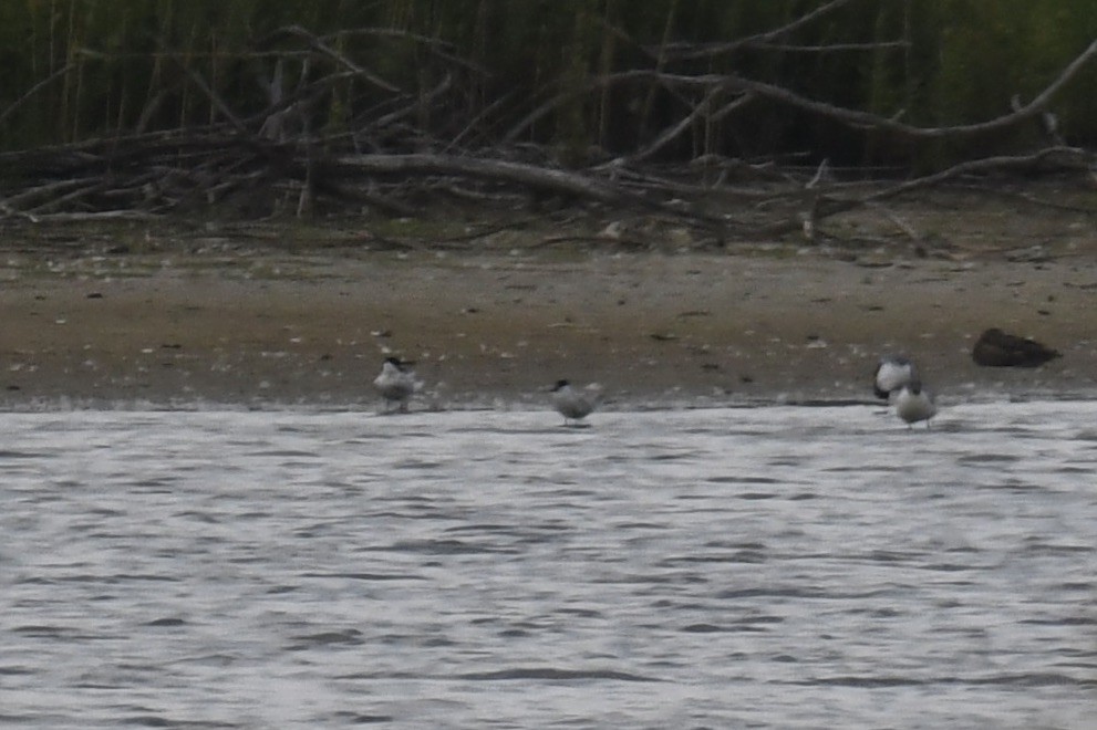 Gull-billed Tern - ML620889444