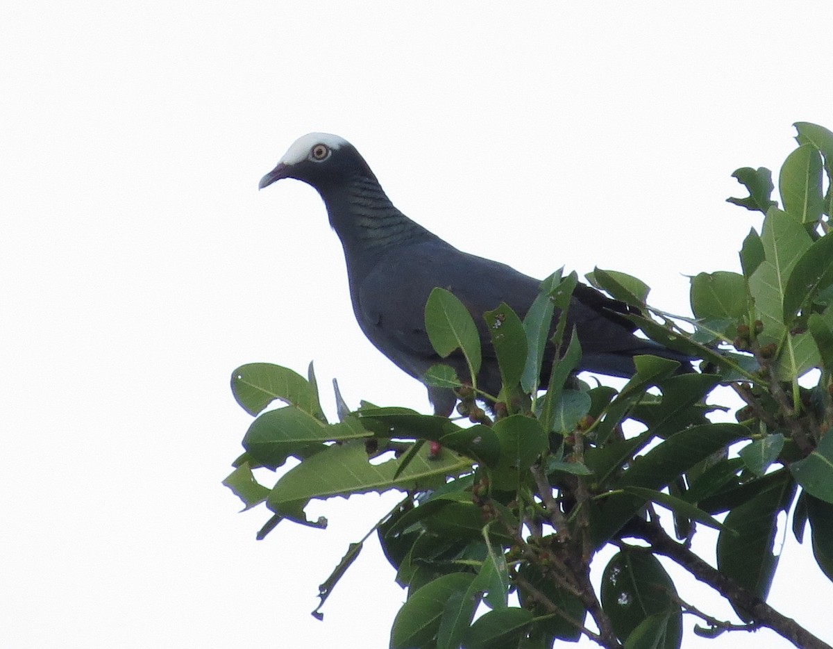 Pigeon à couronne blanche - ML620889446