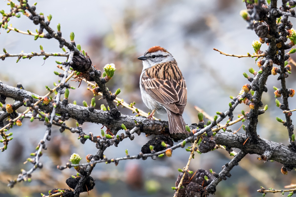 Chipping Sparrow - ML620889448