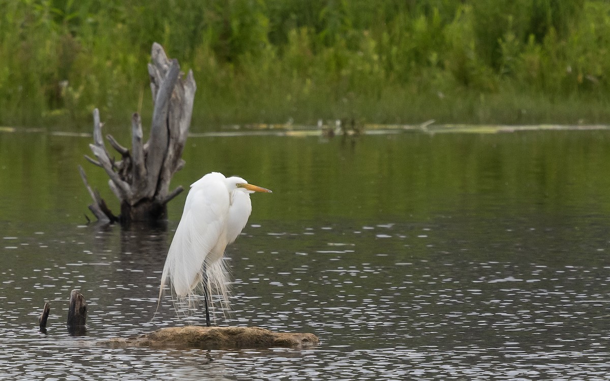 Great Egret - ML620889450