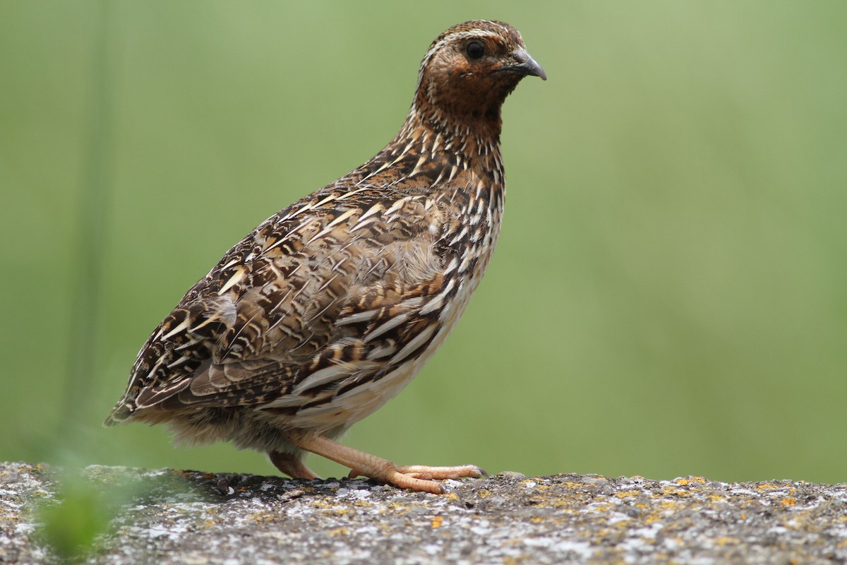 Common Quail - ML620889451