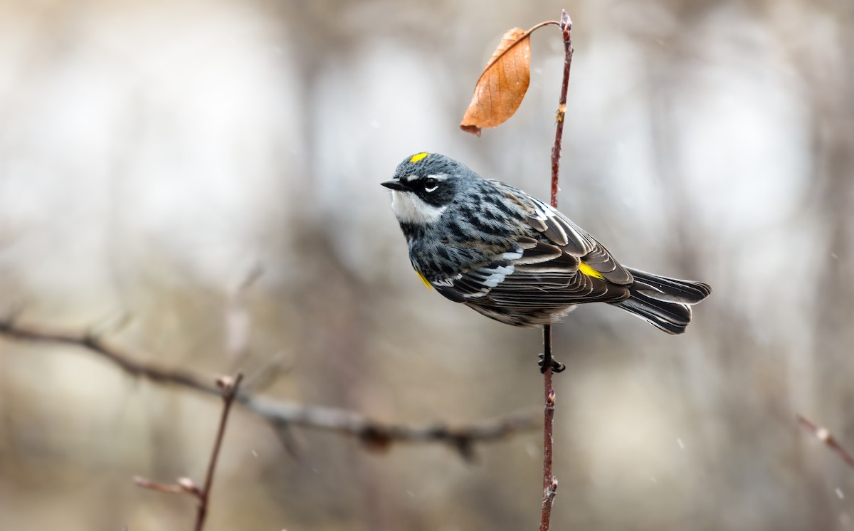 Пісняр-лісовик жовтогузий (підвид coronata) - ML620889452