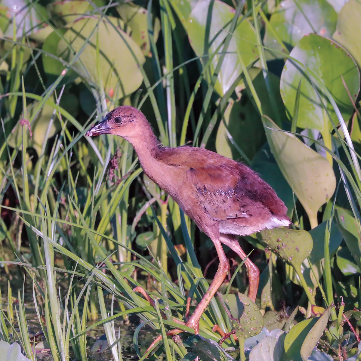 Purple Gallinule - ML620889453