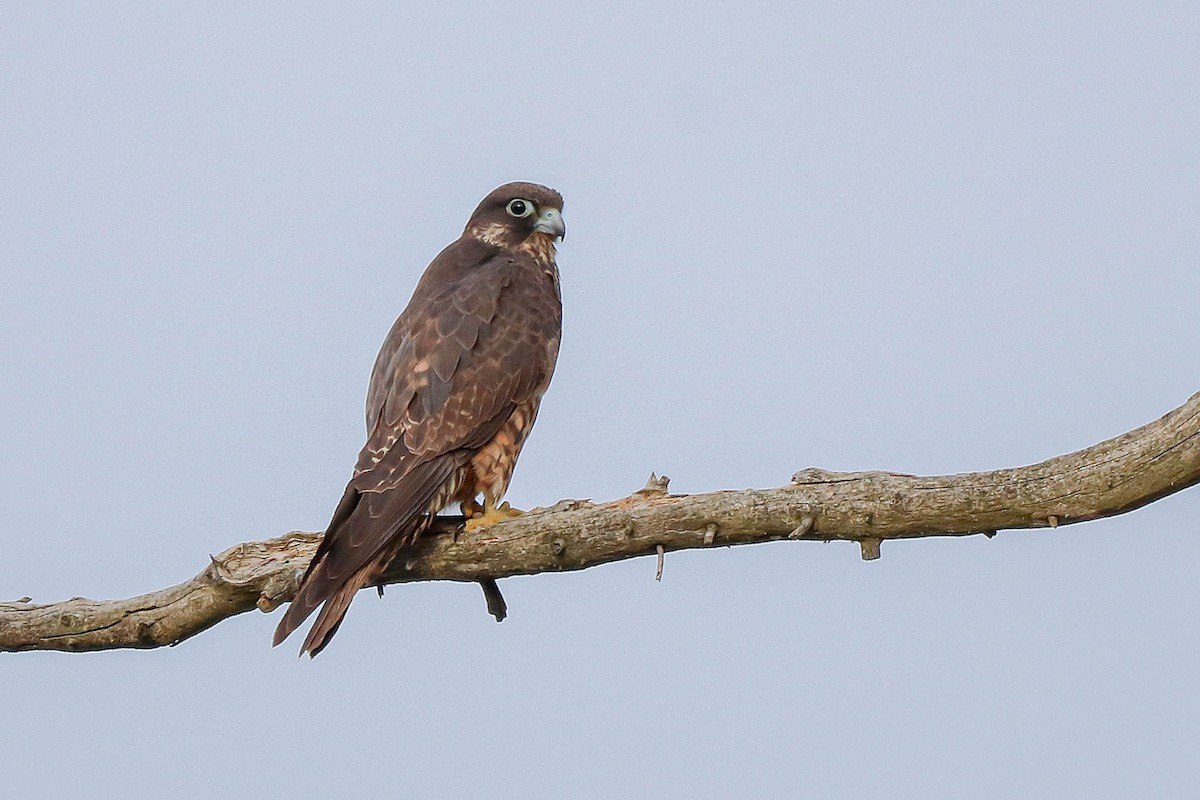 Eleonora's Falcon - ML620889455