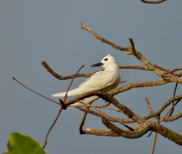 White Tern - ML620889457