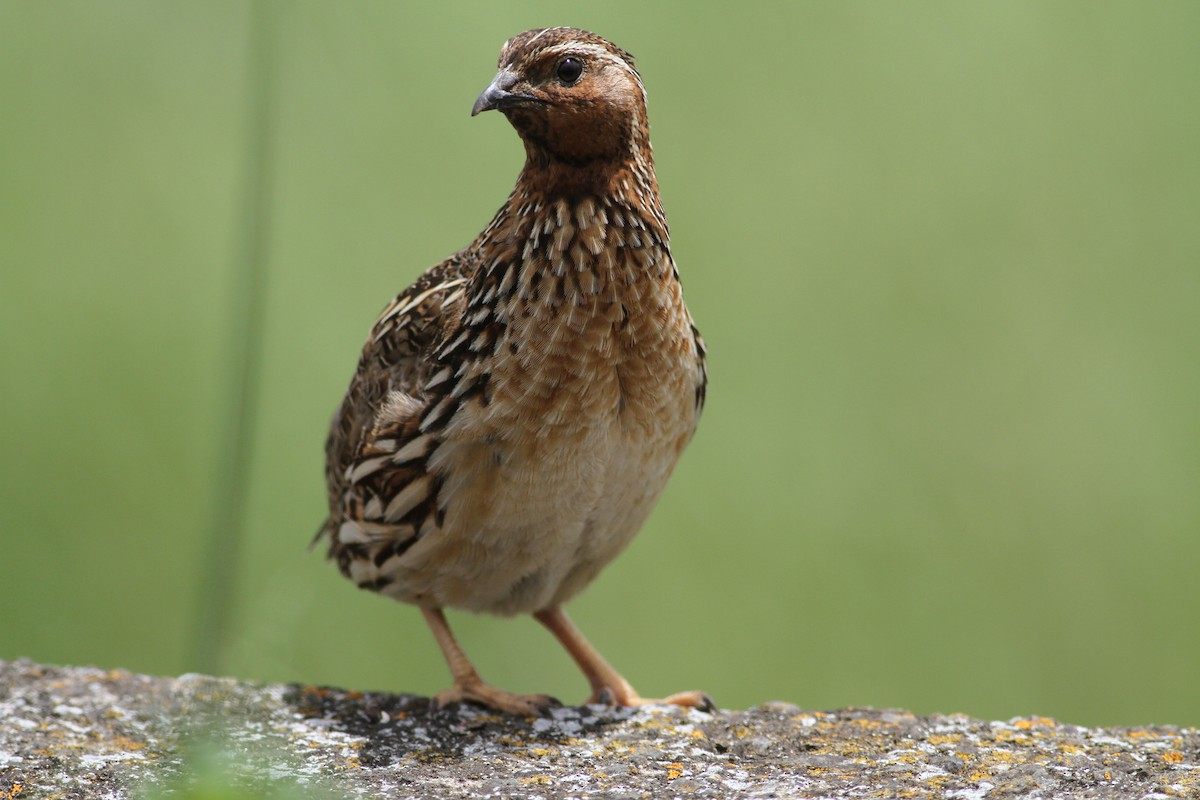 Common Quail - ML620889458