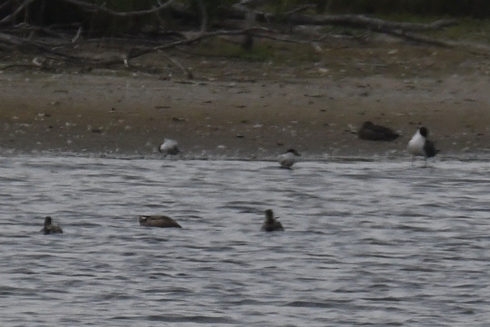 Gull-billed Tern - ML620889461