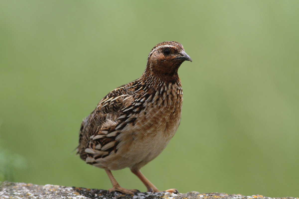 Common Quail - ML620889462