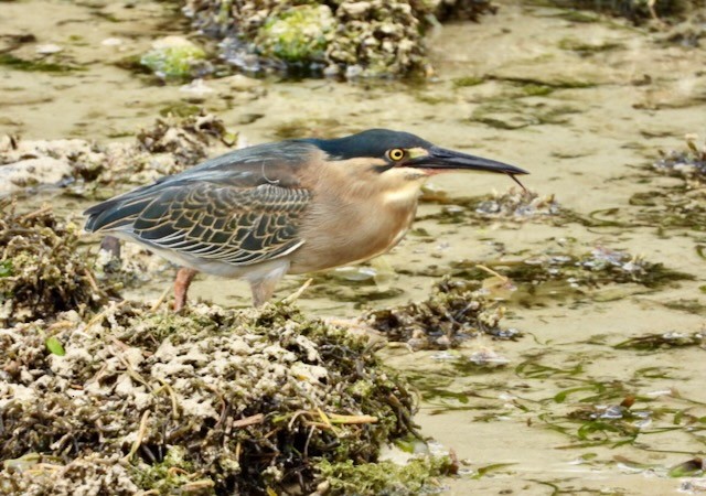 Striated Heron - ML620889463