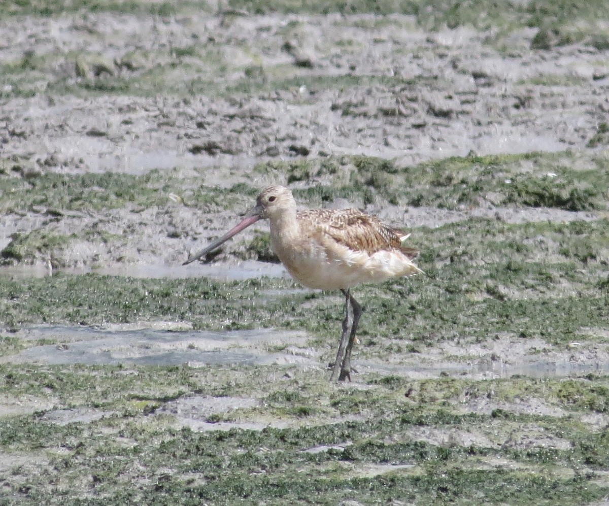 Marbled Godwit - ML620889464