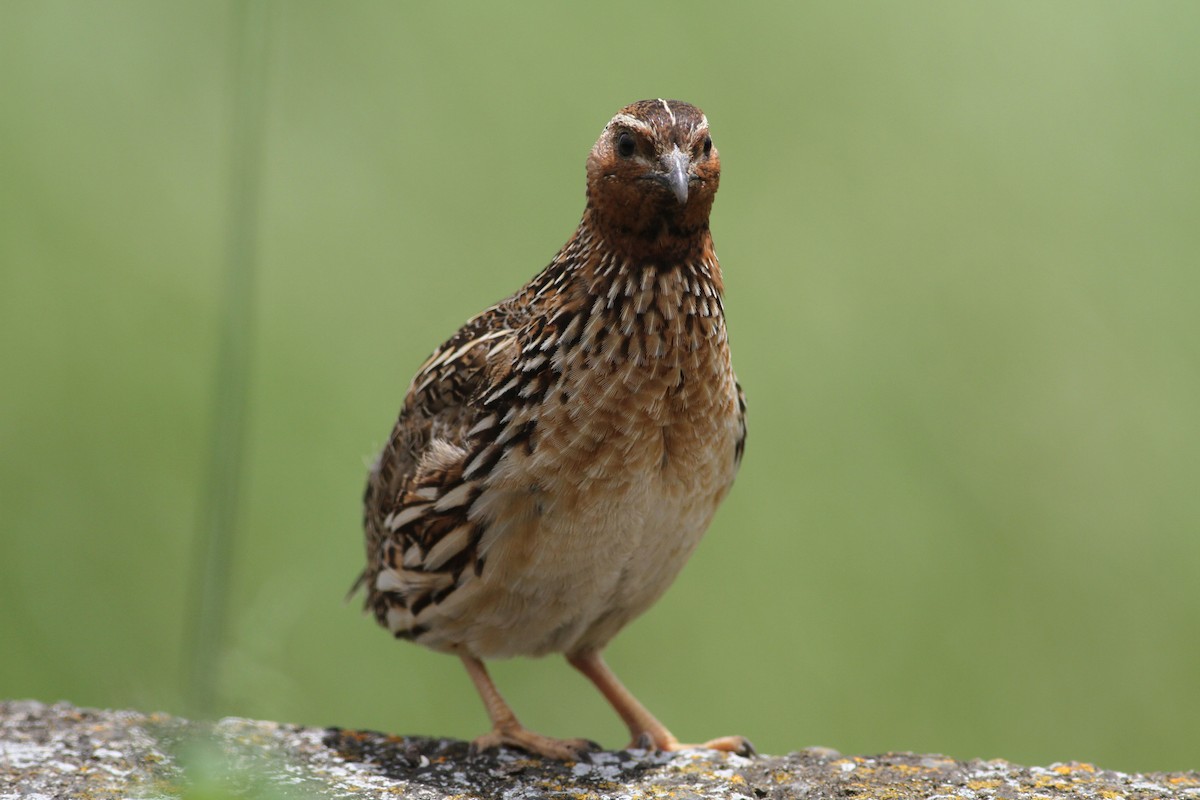 Common Quail - ML620889465