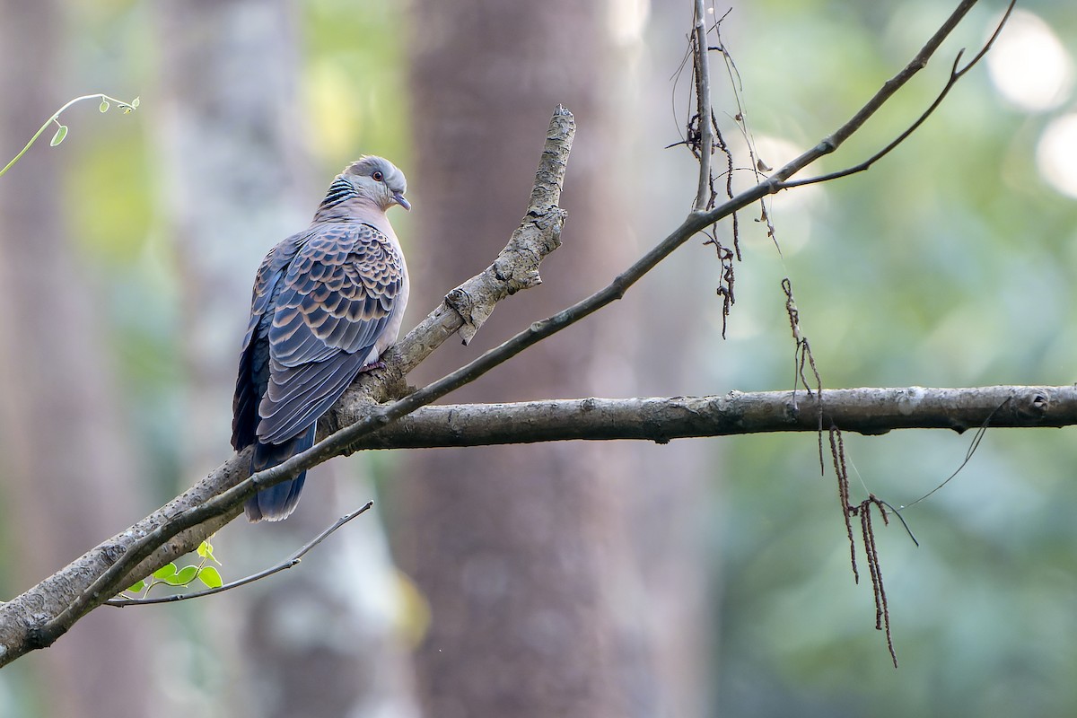 金背鳩 - ML620889467