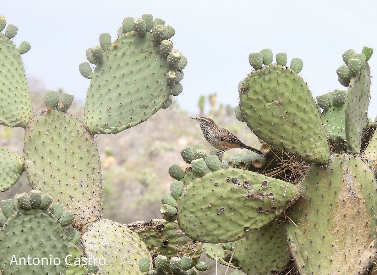 Cactus Wren - ML620889468