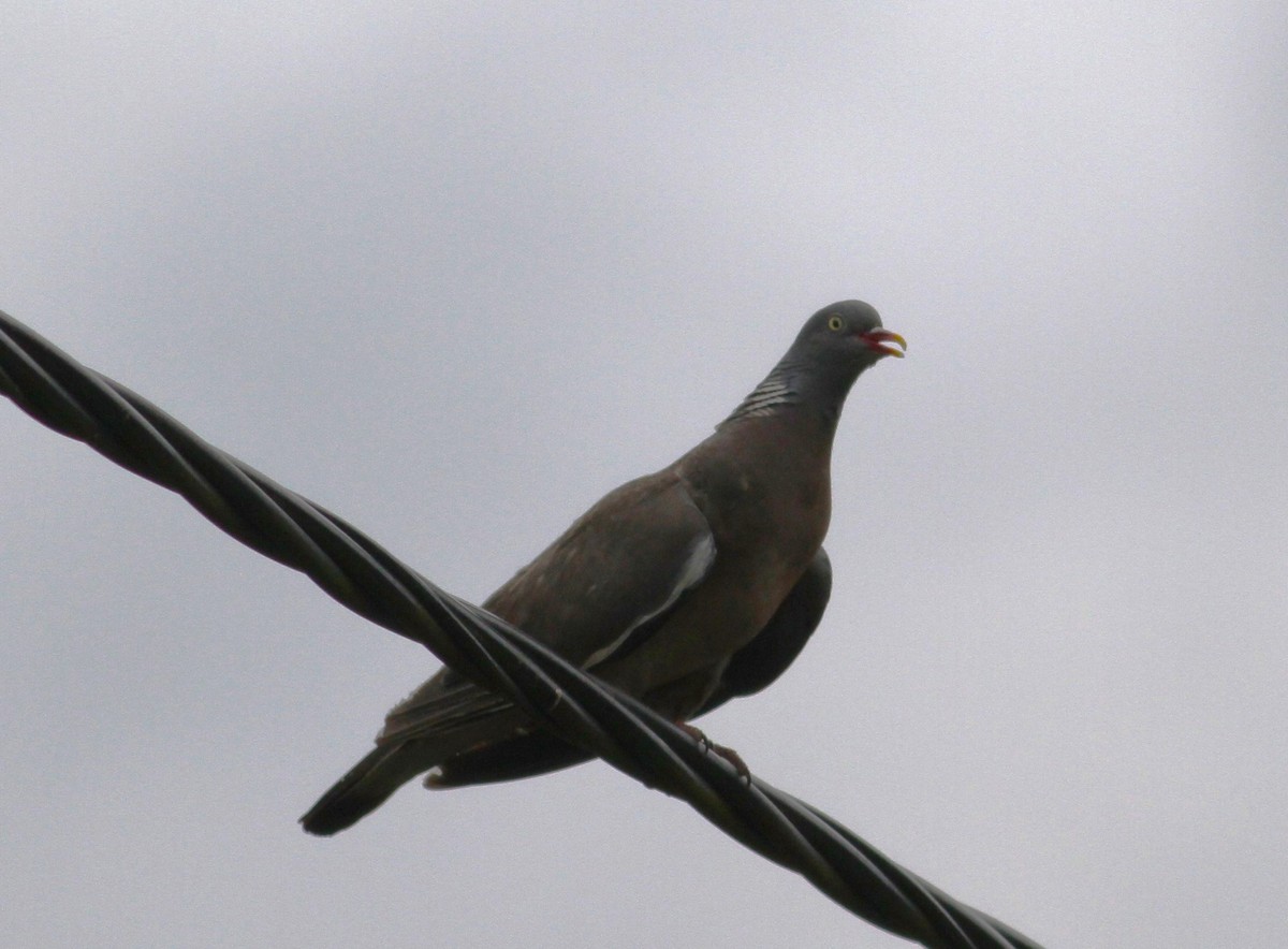 Common Wood-Pigeon - ML620889470