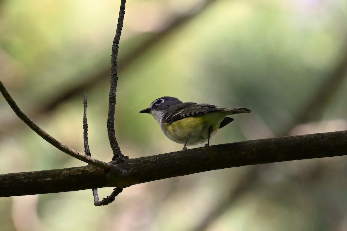 Blue-headed Vireo - Catherine MacRae