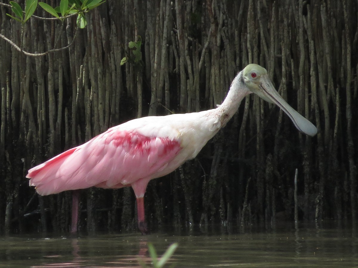 Roseate Spoonbill - ML620889472