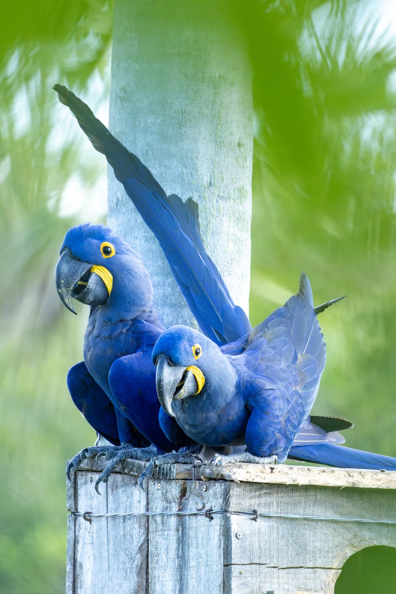 Hyacinth Macaw - ML620889473