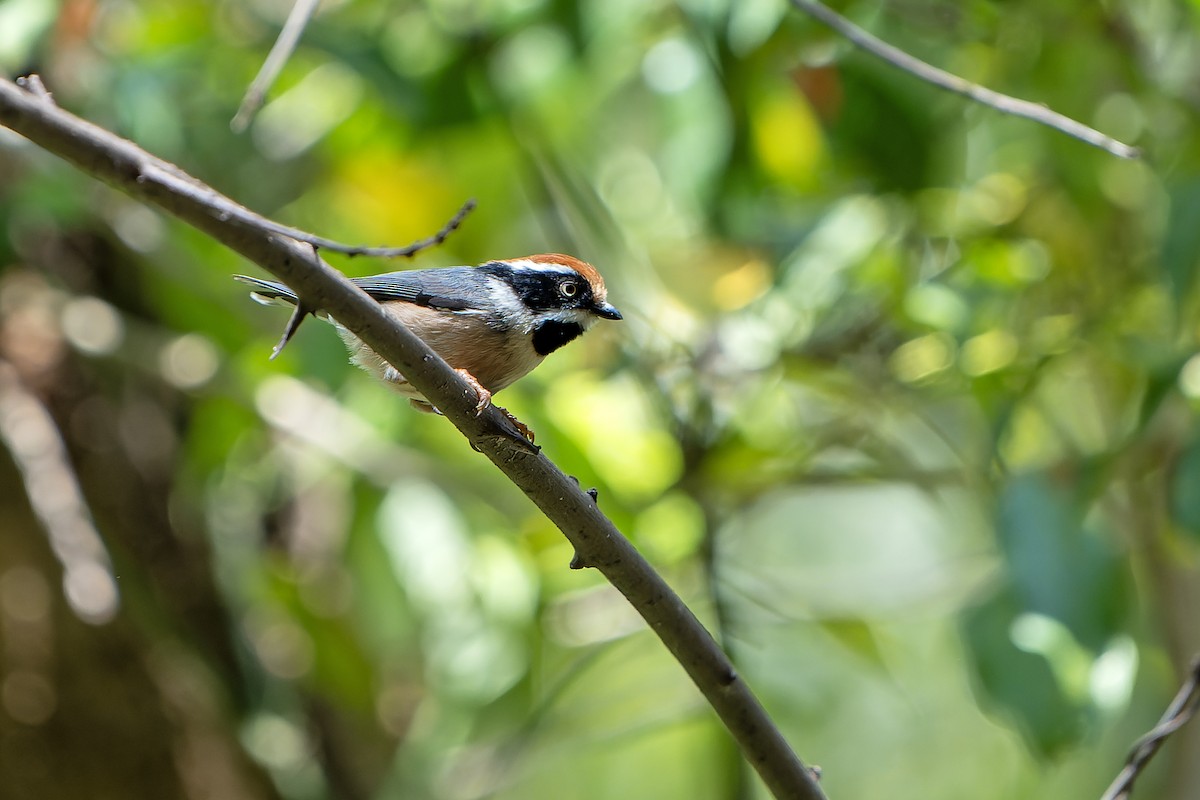 Black-throated Tit - ML620889474