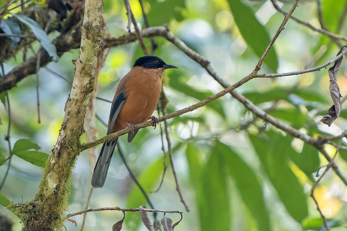 Rufous Sibia - ML620889475