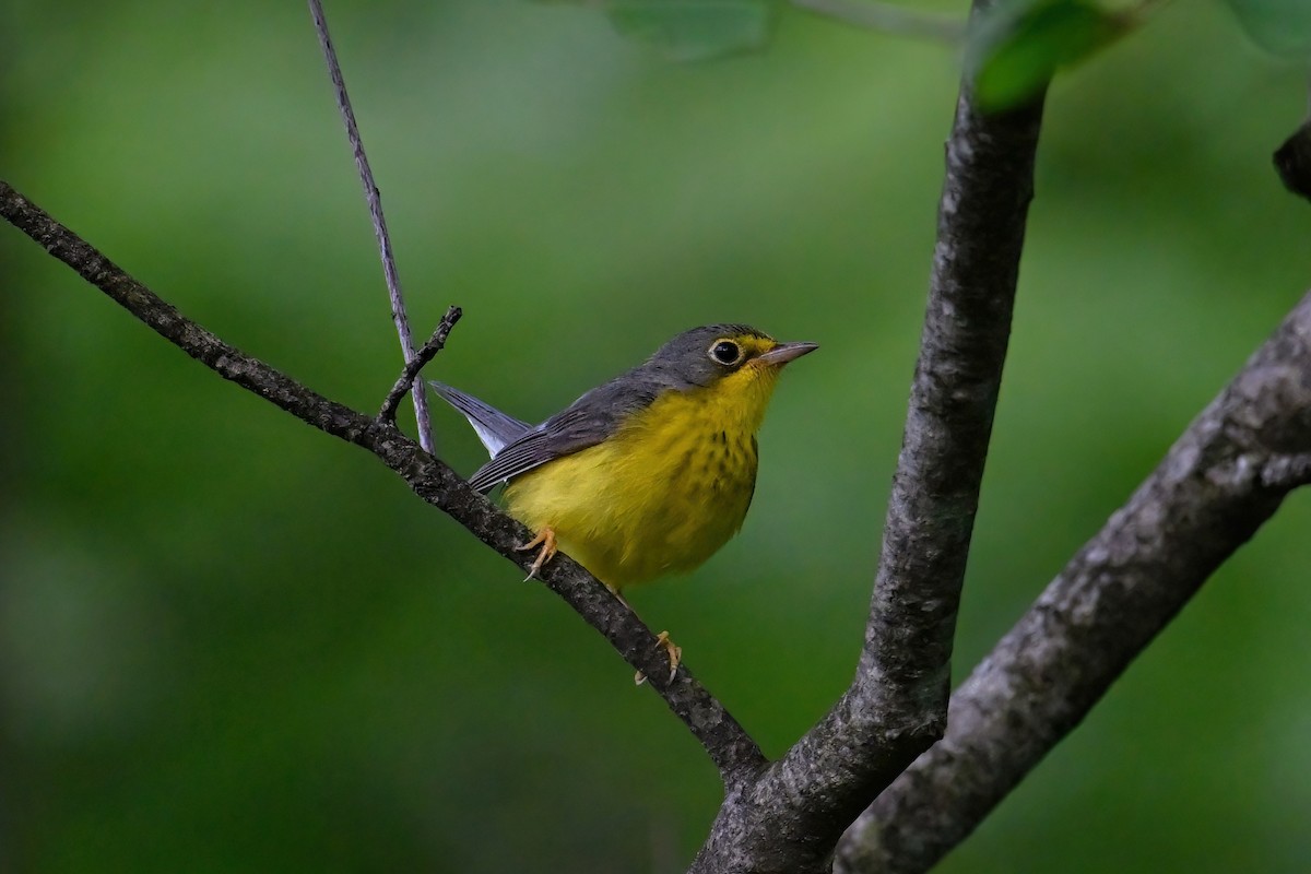 Canada Warbler - Catherine MacRae