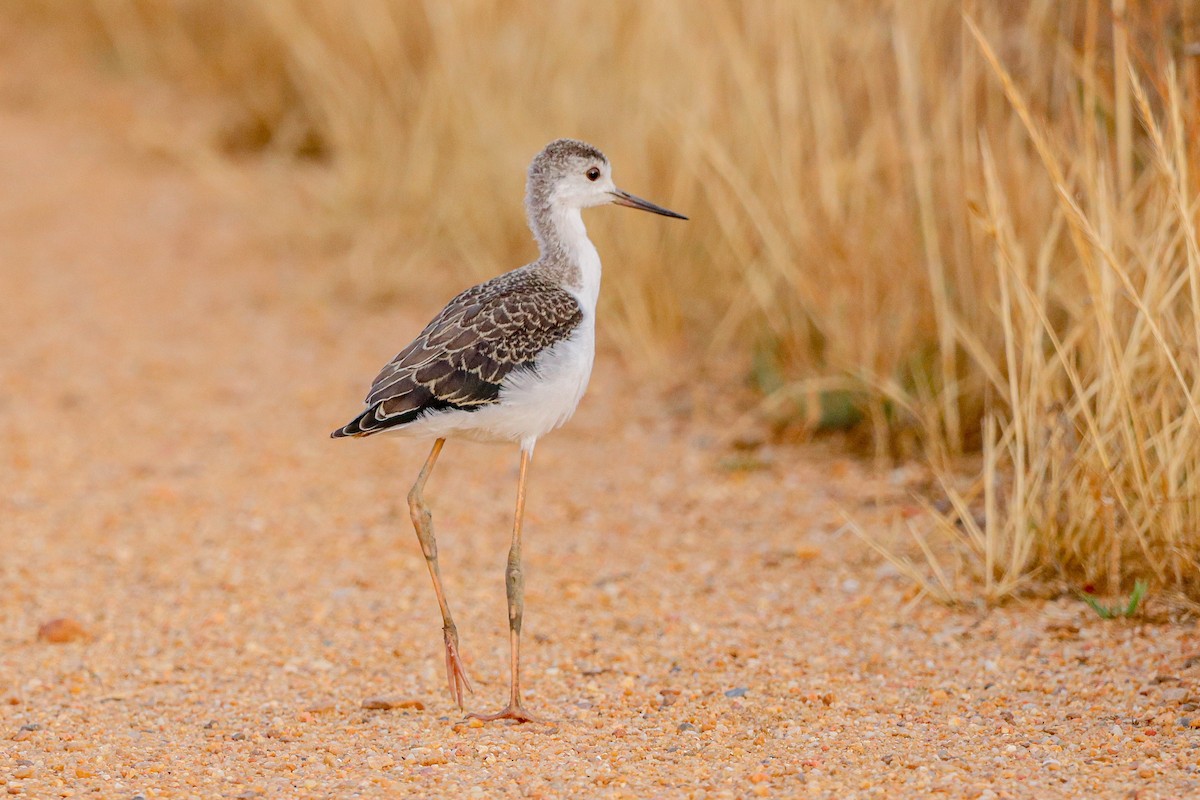 Black-winged Stilt - ML620889477