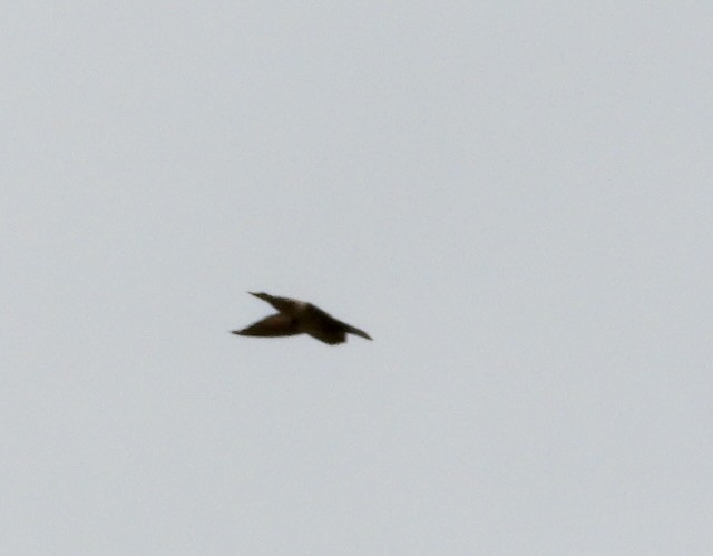 Seychelles Swiftlet - ML620889478