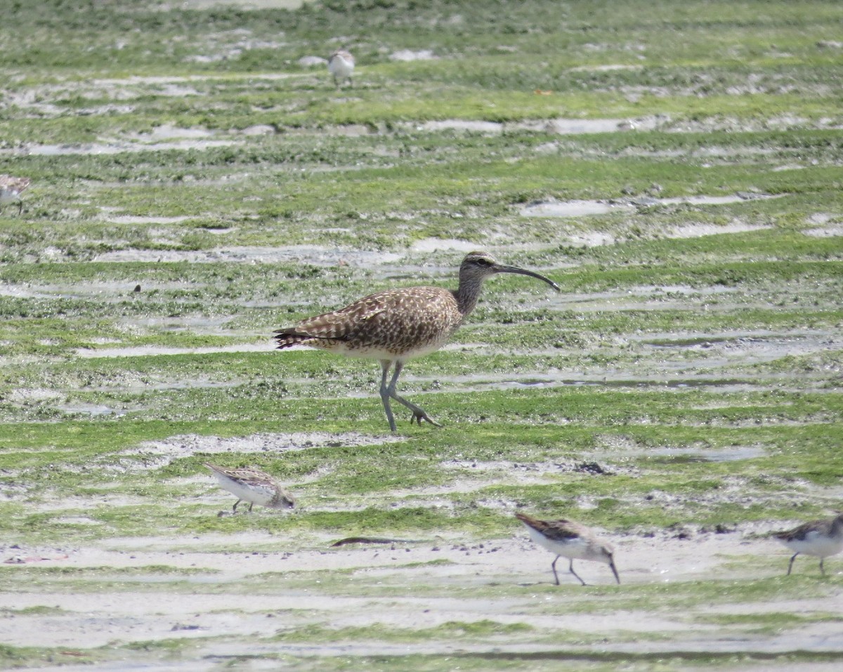 Whimbrel - ML620889479