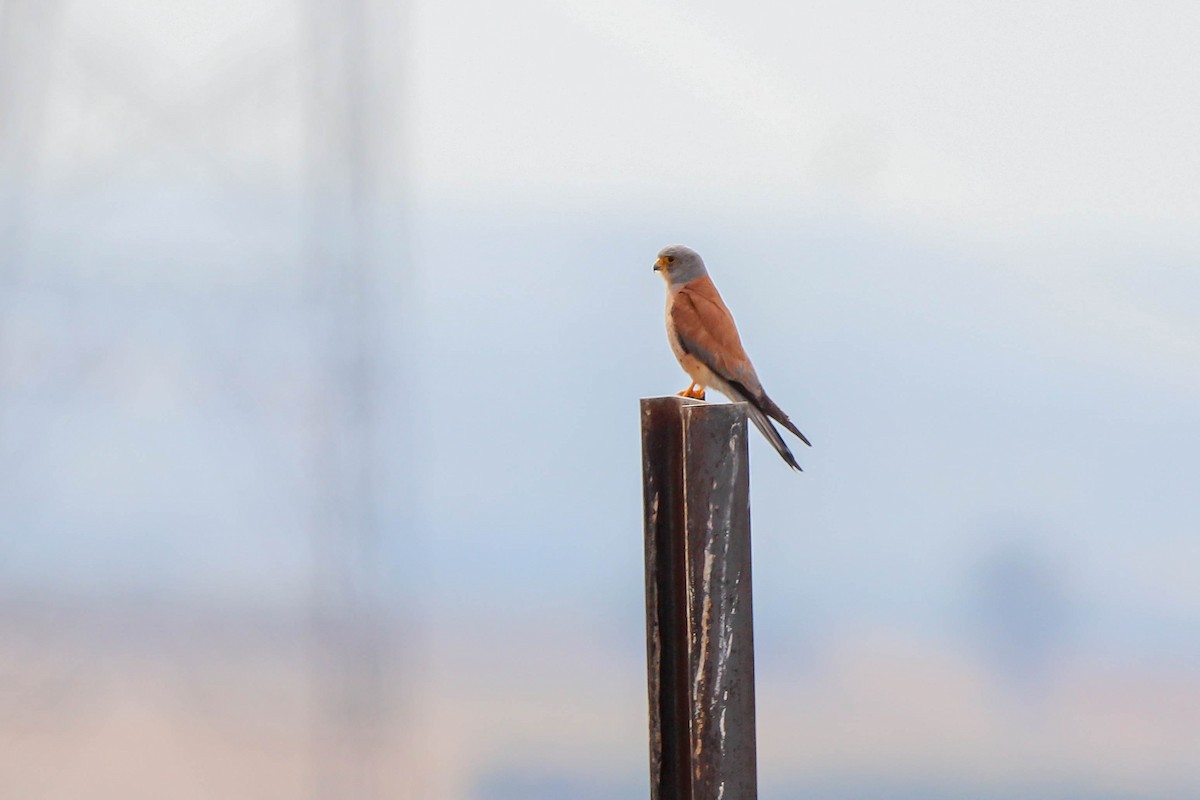 Lesser Kestrel - ML620889481