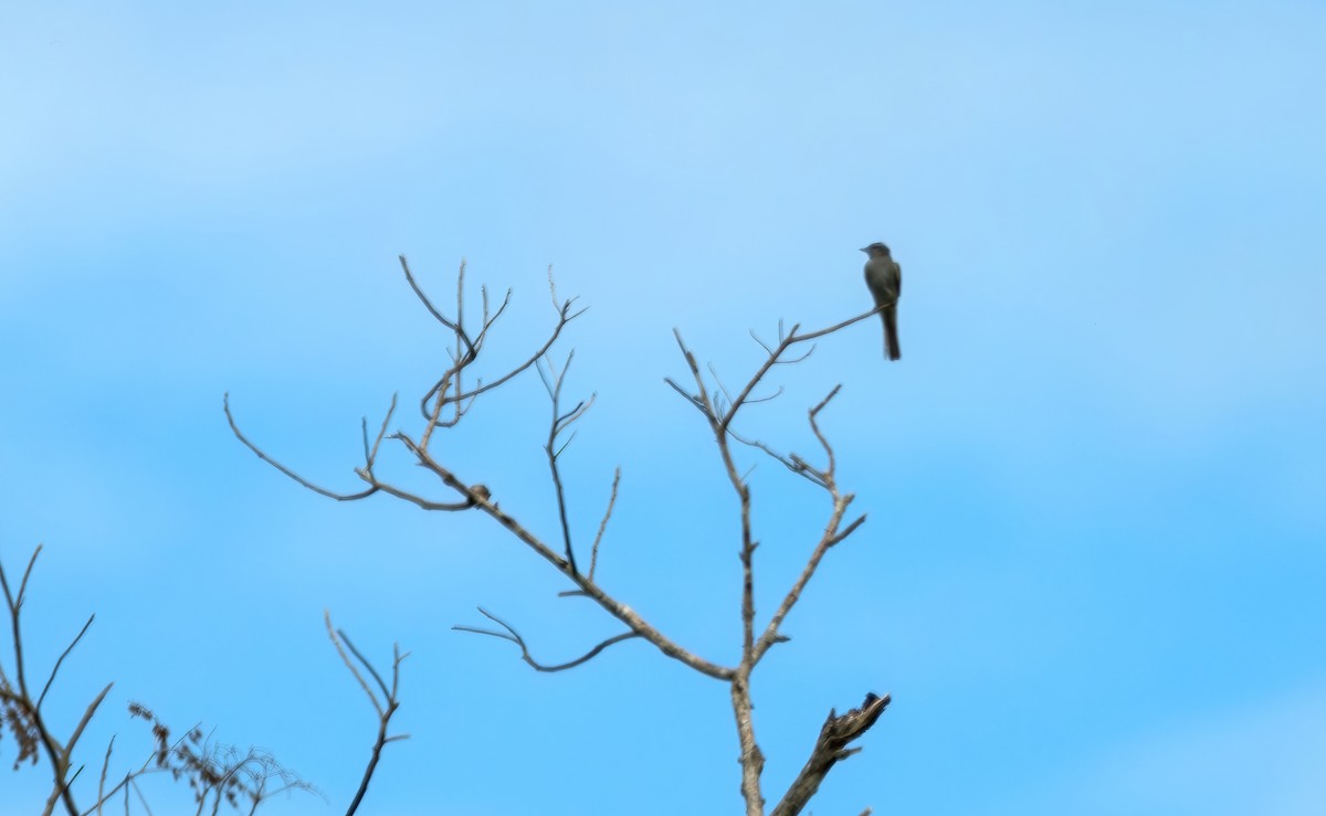 Crowned Slaty Flycatcher - ML620889482