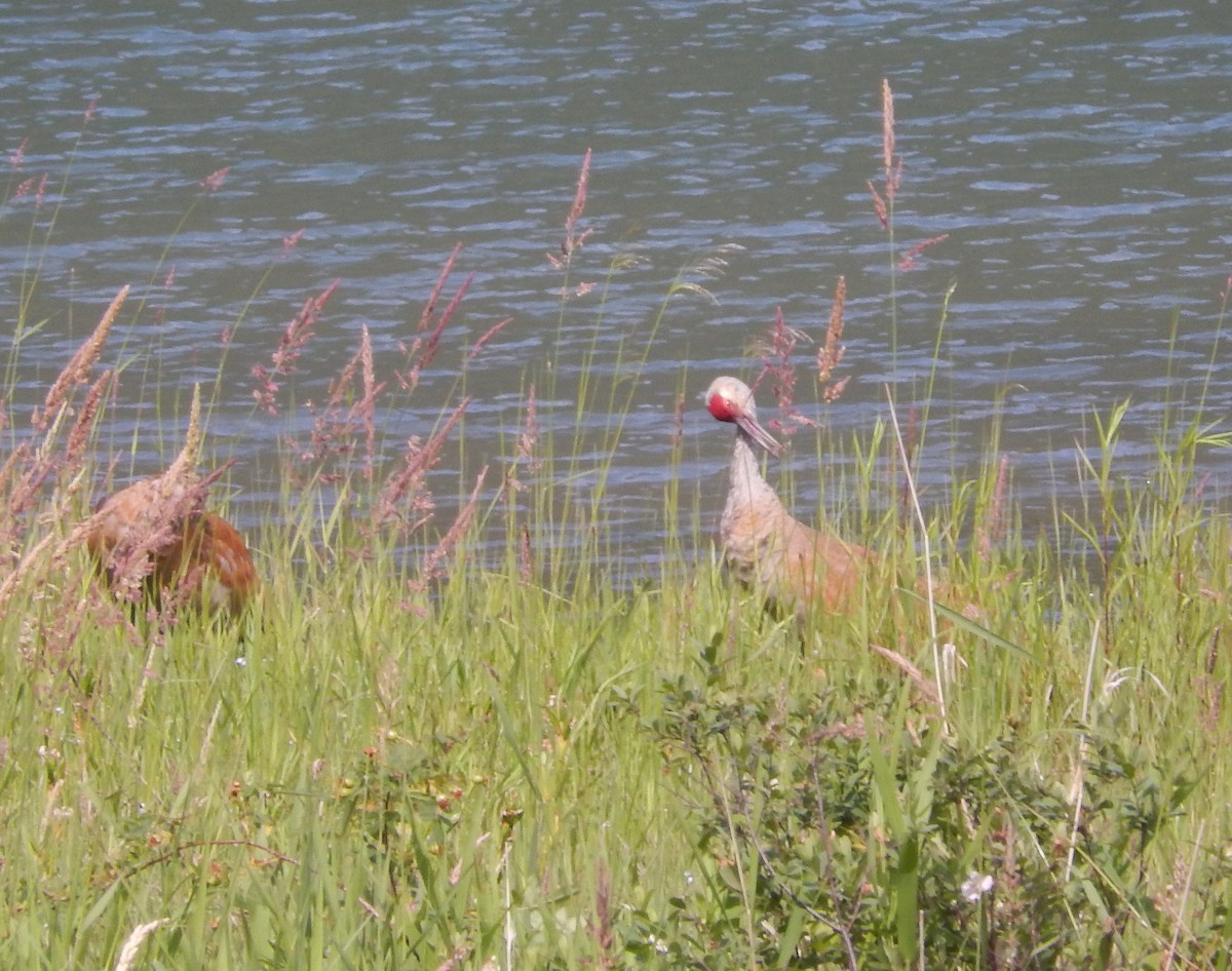 Sandhill Crane - ML620889484