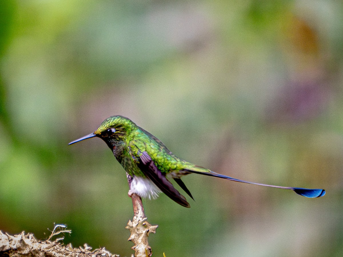 vimpelkolibri - ML620889487