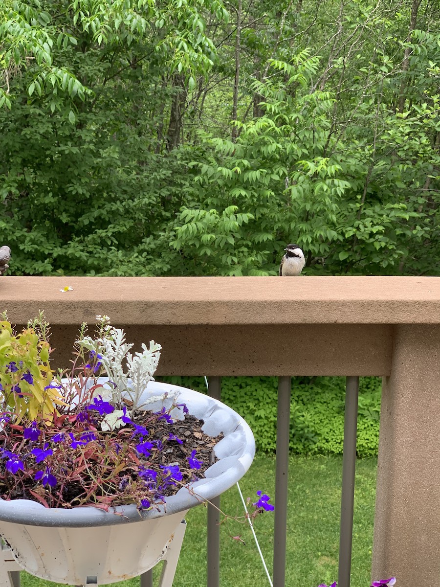 Black-capped Chickadee - ML620889491