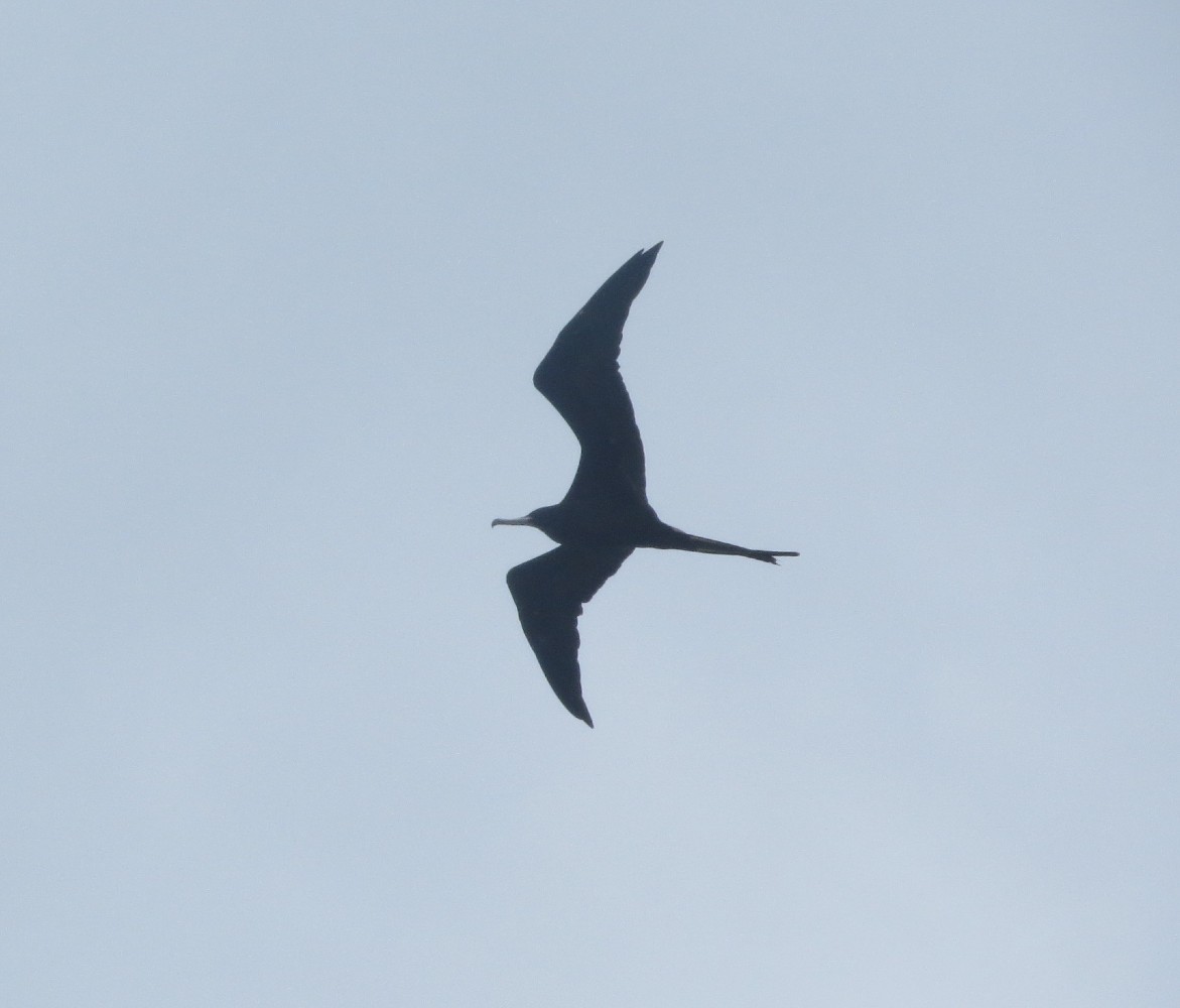 Magnificent Frigatebird - ML620889493